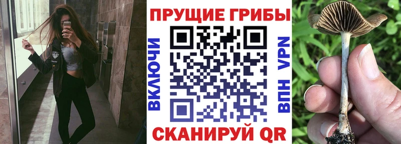 купить наркотики цена  Сорск  Галлюциногенные грибы Cubensis 
